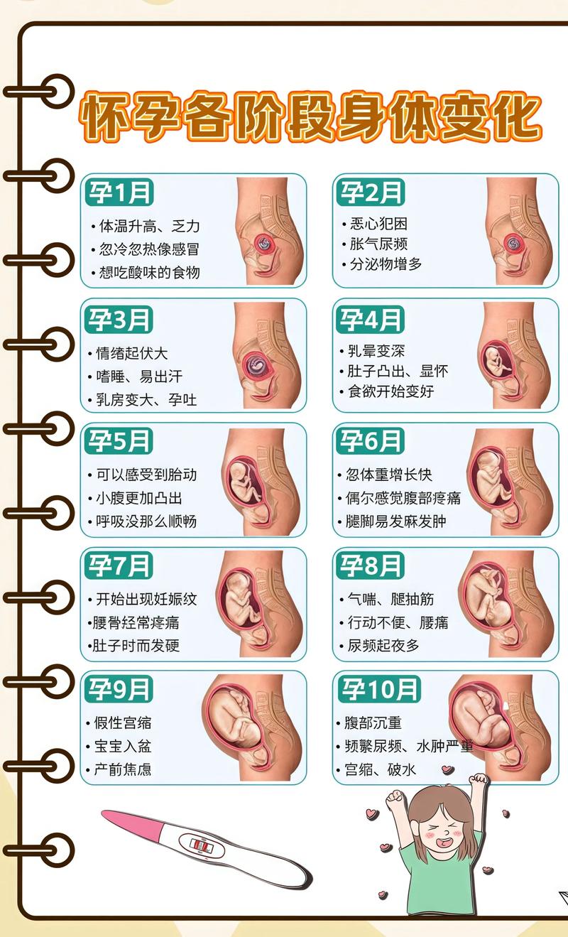 揭秘供卵代孕妈妈怀孕小腹分两节，孕期变化的奥秘海南代生机构: